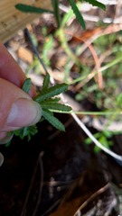 Philotheca hispidula