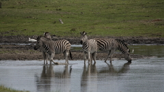 Equus quagga chapmani