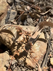 Eucalyptus mannifera mannifera
