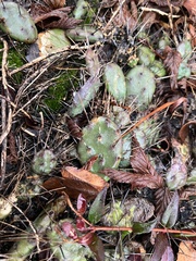 Opuntia drummondii