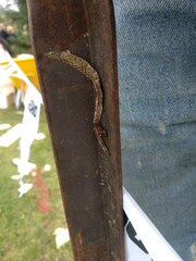 Serpentes