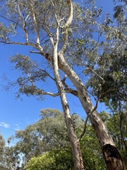 Eucalyptus mannifera mannifera