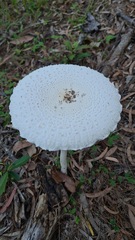 Macrolepiota dolichaula