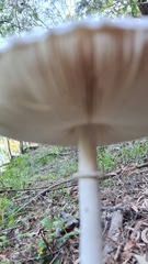 Macrolepiota dolichaula