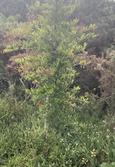 Pyracantha angustifolia