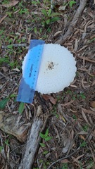 Macrolepiota dolichaula