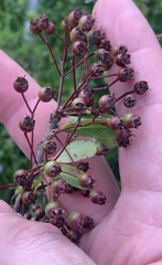 Pyracantha angustifolia