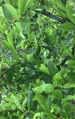 Pyracantha angustifolia