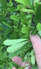 Pyracantha angustifolia