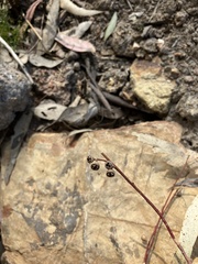 Eucalyptus mannifera mannifera