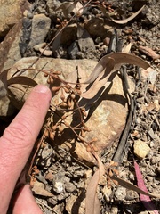 Eucalyptus mannifera mannifera