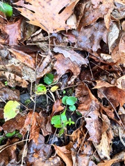Packera obovata