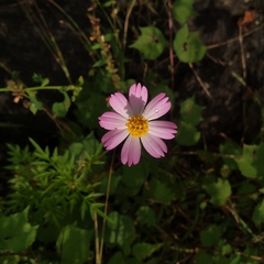 Cosmos caudatus