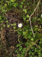 Cosmos caudatus
