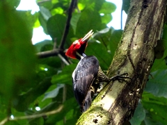 Campephilus guatemalensis