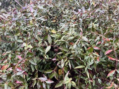 Gelsemium sempervirens