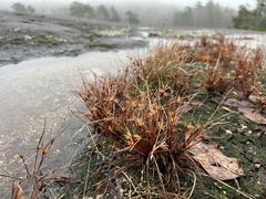 Cyperus granitophilus