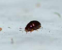 Phalacridae