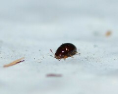Phalacridae