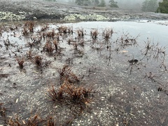 Cyperus granitophilus