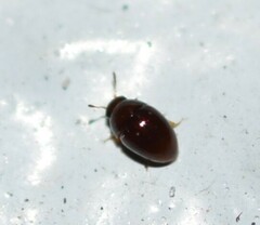 Phalacridae