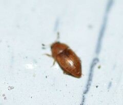 Epuraea luteola