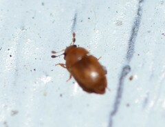 Epuraea luteola