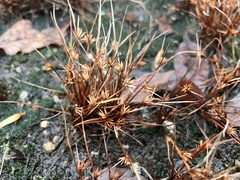 Cyperus granitophilus