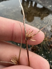 Cyperus granitophilus