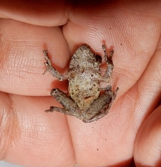 Raorchestes blandus