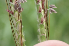 Dichanthium aristatum
