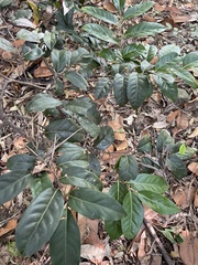 Diospyros fasciculosa