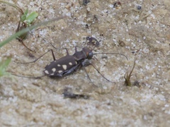 Cicindela sedecimpunctata