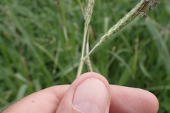 Dichanthium aristatum