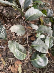 Diospyros fasciculosa