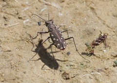 Cicindela sedecimpunctata