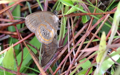 Neonympha areolatus