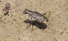 Cicindela tenuisignata