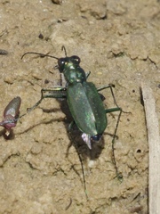 Cicindela nigrocoerulea