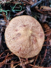 Suillus lakei