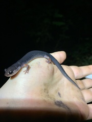 Plethodon shermani