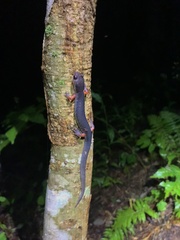 Plethodon shermani