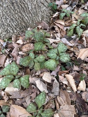Pachysandra procumbens
