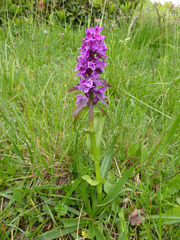 Dactylorhiza euxina