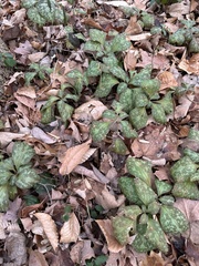 Pachysandra procumbens