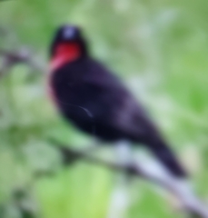 Leistes militaris