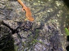 Gyrinophilus porphyriticus
