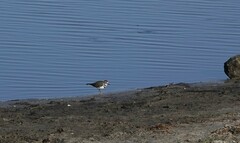 Charadrius tricollaris