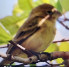 Sporophila minuta