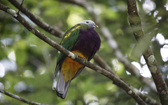 Ptilinopus magnificus